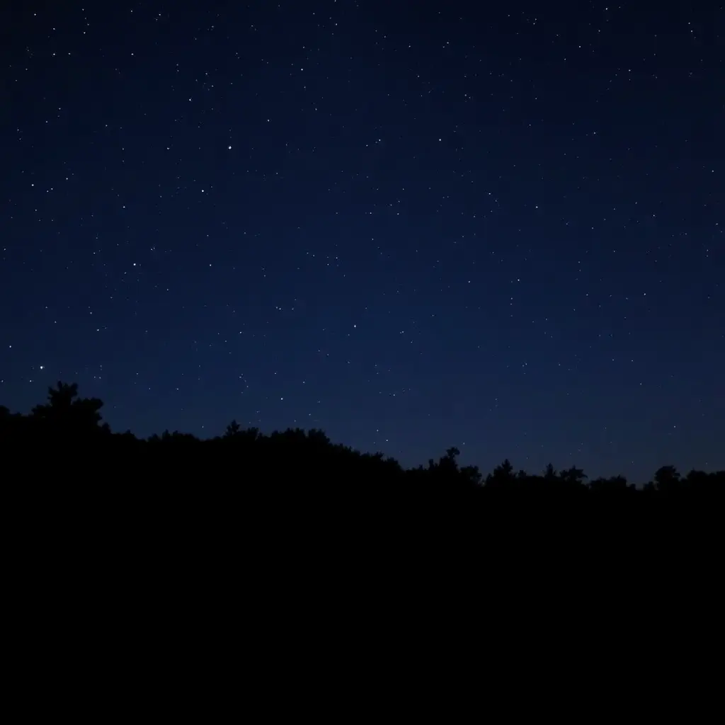 Dark forest at night with tall trees and a mysterious atmosphere