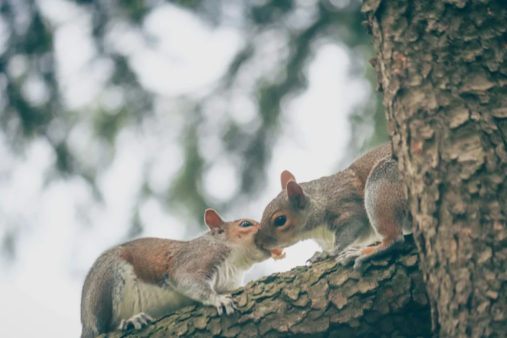 Two squirrels perched on a tree, facing each other in a natural setting